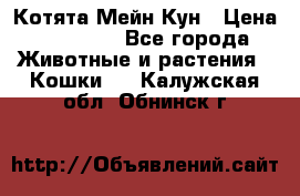 Котята Мейн Кун › Цена ­ 15 000 - Все города Животные и растения » Кошки   . Калужская обл.,Обнинск г.